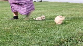 Maltipoo Puppies for Sale [upl. by Moir80]