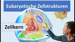 Eukaryotische Zellen Pflanzenzelle und Tierzelle mit ihren wichtigsten Zellstrukturen Organellen [upl. by Everara141]