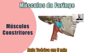 Músculos da Faringe  Teórica  Anatomia Humana [upl. by Eesyak631]