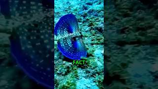 Flying Gurnard The Ocean’s Walking Wonder [upl. by Enialb]