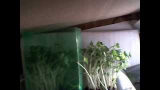 Phototropism in cress seedlings [upl. by Bornstein938]