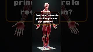 Te Atreves a Superar Este Quiz de Anatomía ¡Demuestra lo que Sabes del Cuerpo Humano [upl. by Wind]