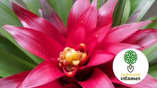 Mantenimiento abono cuidados y reproducción de la Bromelia [upl. by Eanyl240]