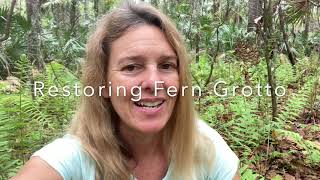 Restoring Fern Grotto by Removing Invasive Coral Ardisia [upl. by Suilenroc454]