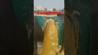 Rumenotomy l Bloat I Tympani l dr Umar khan [upl. by Ynamreg]