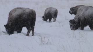 Nature 20  Bison Foraging in Heavy Snow  12122016 [upl. by Benjy166]