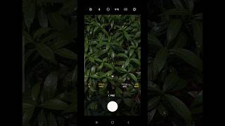 Leaf Photography Tutorial leaf photography tutorial shorts photographytips [upl. by Ssej]