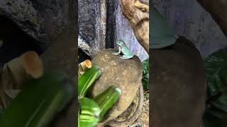 Cutest frog ever cuteanimals treefrogs youtubeshorts paludarium [upl. by Airotnahs]