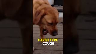 Can You Tell If Your Dog Has Kennel Cough kennelcough Shorts Stop Dog Coughing [upl. by Aiuhsoj851]