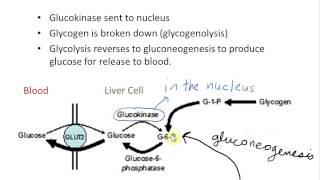 Role of Aldolase B [upl. by Justinn]