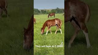 These foals sell at The Pitzer Ranch Sept 67 horsesale pitzerranch horses foals westernhorse [upl. by Ellerad292]