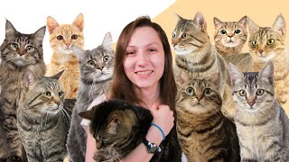 8 Facts You Didnt Know About Tabby Cats [upl. by Breen]