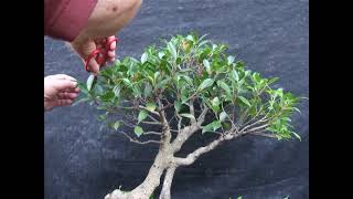 Ficus Retusa Bonsai Minor Trimming Oct 22 24 [upl. by Leverick]