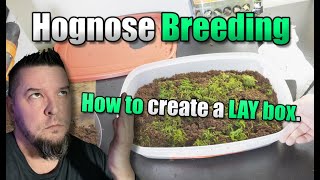 Hognose snake Breeding How to create a EGG LAY BOX [upl. by Eltsirhc]