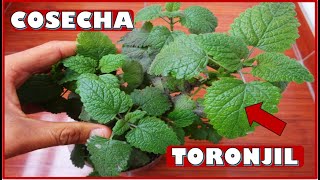 APRENDE A COSECHAR  CORTAR PLANTAS DE TORONJIL CULTIVADAS EN MACETAS [upl. by Krystal765]