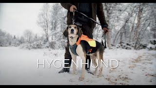 Norske hunderaser Hygenhund [upl. by Gianni442]