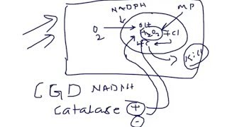 Medical Video Lecture Phagocytosis  O2 dependent amp independent killing of ICO [upl. by Ahcsrop]