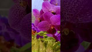 Orchid Farm Thailand 2024 thailand travel [upl. by Rettke220]