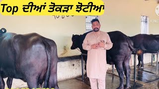 9 November 2024 dairyfarm Top ਦੀਆਂ ਤੋਕੜਾ ਝੋਟੀਆਂ [upl. by Quillan]