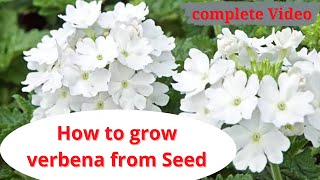 how to grow verbena from seed  complete details  tips amp care verbina [upl. by Ailet]