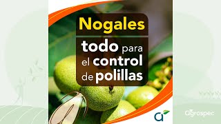 Nogales todo para el control de polillas  Noviembre 2024 [upl. by Trenton946]