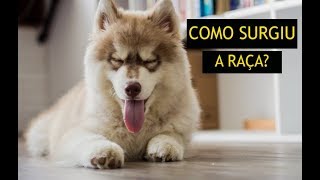 A origem e História do Husky Siberiano [upl. by Dode]