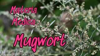 Mugwort Materia Medica [upl. by Mohkos387]