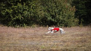 How to Train Your Whippet for Obedience Competitions [upl. by Arries]