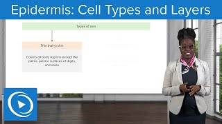 Epidermis Cell Types and Layers – Physiology  Lecturio Nursing [upl. by Ranger]