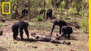 Aftermath of a Chimpanzee Murder Caught in Rare Video  National Geographic [upl. by Nura]