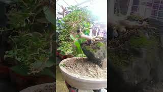 Premna microphylla bonsai shorts video viralvideo shortsyoutube dipalotv5110 [upl. by Ecikram]