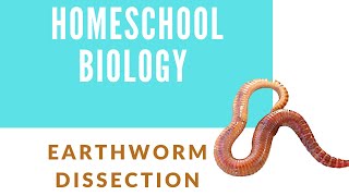 HOMESCHOOL BIOLOGY EARTHWORM DISSECTION [upl. by Merete]