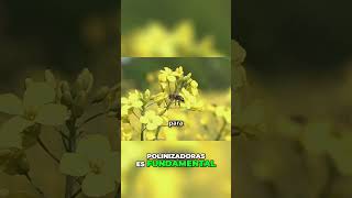 Abejas Clave para la Vida y la Agricultura abejas polinización agricultura [upl. by Johnsten]