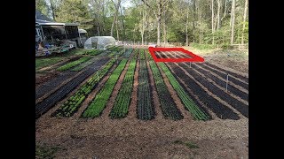 New Garden Beds  NO TILL with CHICKENS [upl. by Aciret]