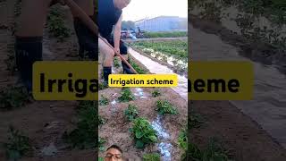 Irrigation scheme [upl. by Hafeenah]