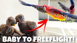 BABY TO FREEFLIGHT ECLECTUS [upl. by Jago637]