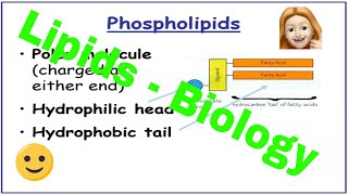 Lipids ALevel Biology [upl. by Aicel912]