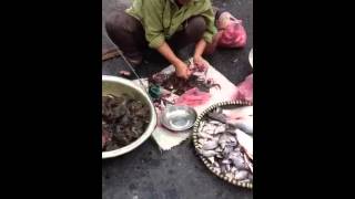 Skinning frogs alive Hanoi market Vietnam [upl. by Cartwright]