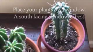 How to Care for Indoor Cactus Plants [upl. by Kendell621]