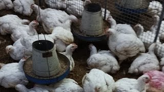 poultry farm day 31 routine hard work  1200 broiler chicken feeding medication amp light schedule [upl. by Dianthe575]