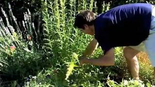 Penstemon Deadheading  Maintenance [upl. by Julie192]