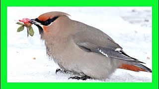 Bohemian Waxwing Song Bohemian Waxwing Voice Singing  Ampelis Europeo Canto  Bombycilla Garrulus [upl. by Ahsak]