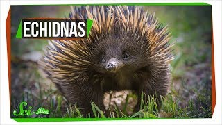 Why Echidnas Are Evolutionary Misfits [upl. by Sol55]