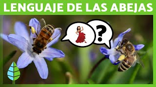 ¿Cómo se COMUNICAN las ABEJAS 🐝 La DANZA de las ABEJAS 💛 [upl. by Lynne]