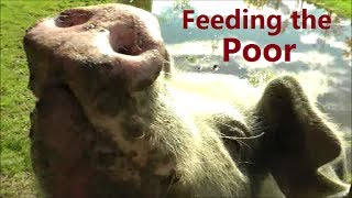 PIG TREAT  Feeding the Homeless [upl. by Cook823]