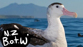 Antipodean albatross  New Zealand Bird of the Week [upl. by Mei]