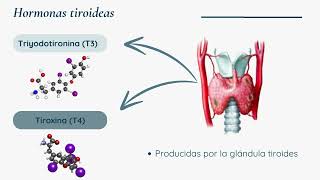 Receptores hormonales intracelulares [upl. by Peria140]