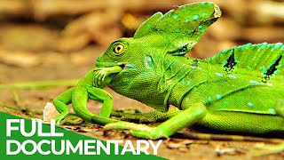 Wildlife Instincts Survival Techniques  Iguana vs Basilisk  Free Documentary Nature [upl. by Amoihc132]