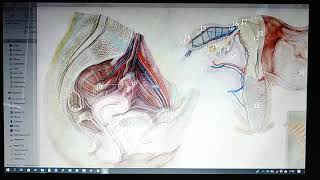 Anatomia w pigułce Drogi gamet jaja i plemnika [upl. by Semmes]