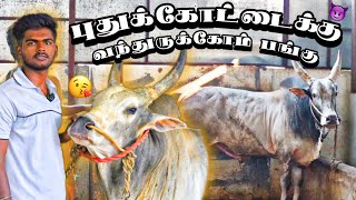 கைக்குறிச்சி தமிழன் ஐயா கட்டுத்தரைக்கு போன பங்கு 💥😃kovaikombans jallikattu jallikattu2024 [upl. by Nomrac854]